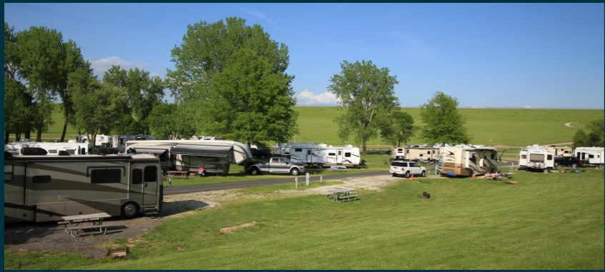 trees and lush grass